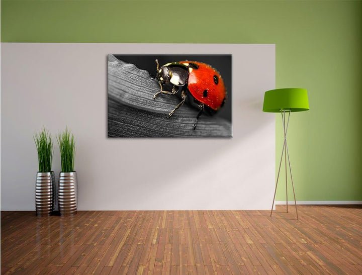 Pixxprint Marienkäfer in Detailaufnahme als Leinwandbild/Grösse: 100x70 / Wandbild/Kunstdruck/fertig