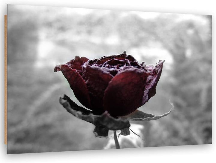 Wandbild XXL Natur Deko Kunst Bilder Rose Rot 120x80 cm M14553 120x80 cm, M14553 120x80 cm