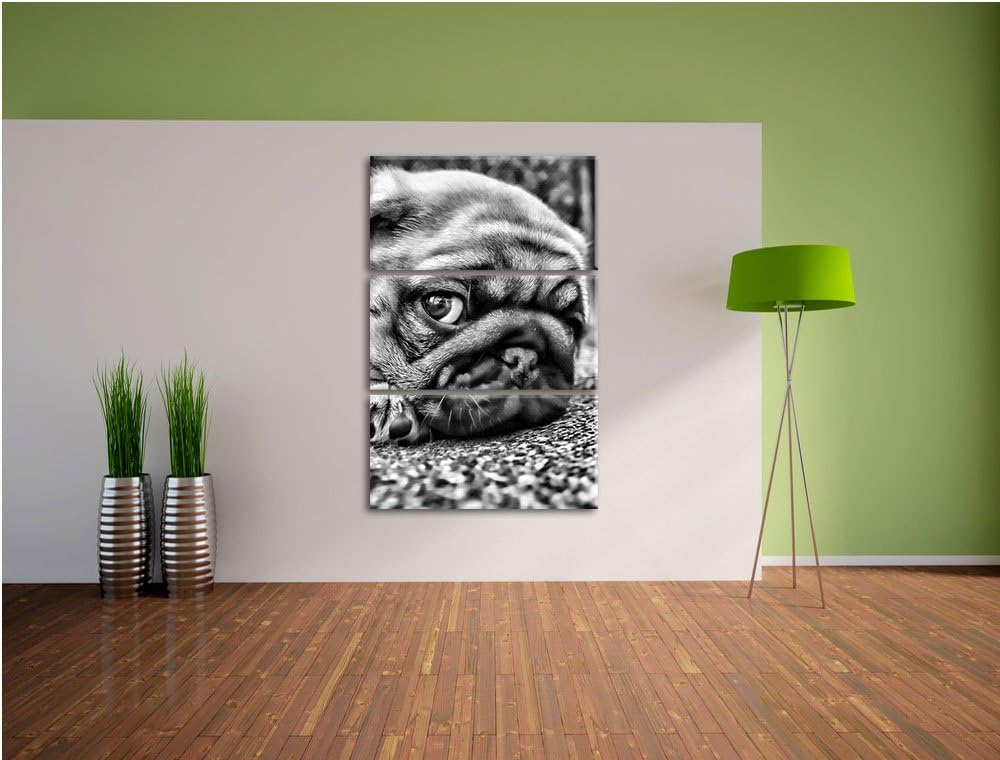 Pixxprint Süsser Mops auf Teppich als Leinwandbild/Grösse: 3 Teilig (120x80 cm) cm/Wandbild/Kunstdru