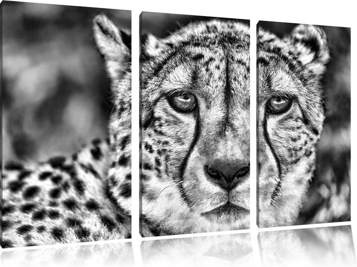 Pixxprint Monocrome, ruhender Gepard 3-Teiler Leinwandbild 120x80 Bild auf Leinwand