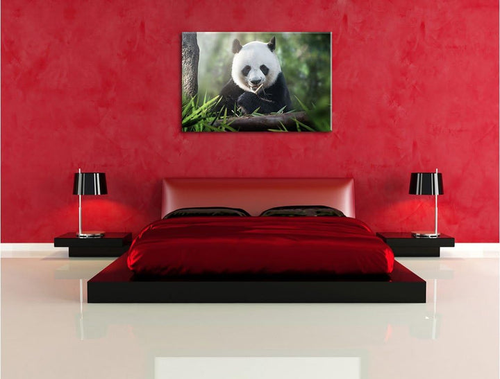 Pixxprint Niedlicher Panda isst Bambus / 100x70cm Leinwandbild bespannt auf Holzrahmen/Wandbild Kuns