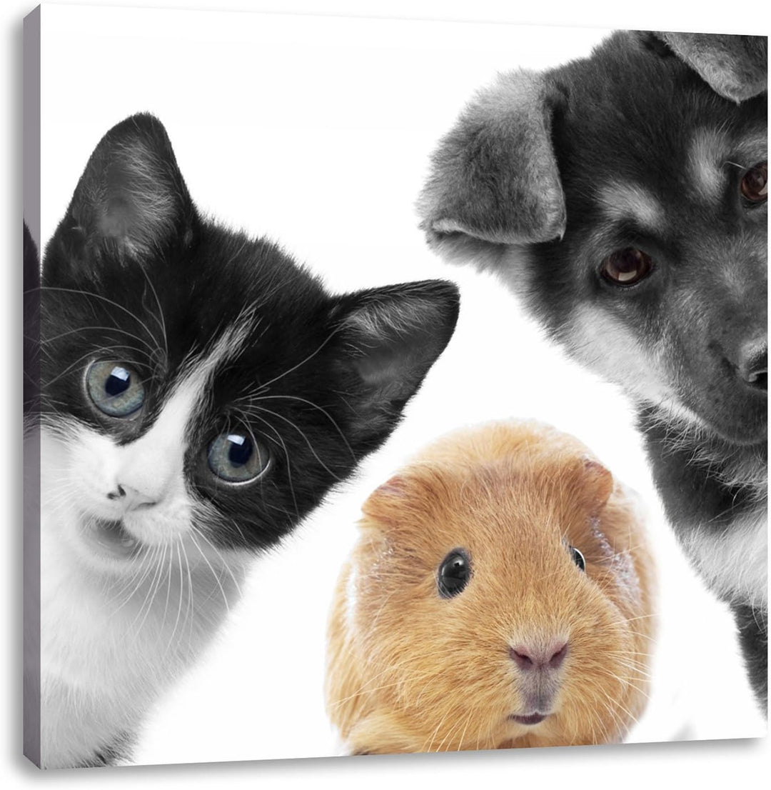 Pixxprint Trio Hund Katze Meerschweinchen als Leinwandbild Quadratisch/Grösse: 70x70 / Wandbild/Kuns