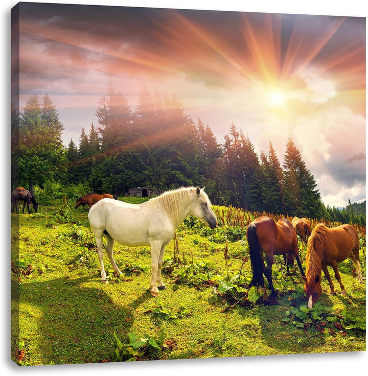 Pixxprint Carpathian Mustangs Pferde auf den Bergen, Format: 70x70 auf Leinwand, 70x70