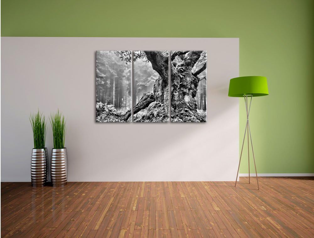 Pixxprint Dicker Baum im Wald im Moos als Leinwandbild/Grösse: 3 Teilig (120x80) cm/Wandbild/Kunstdr