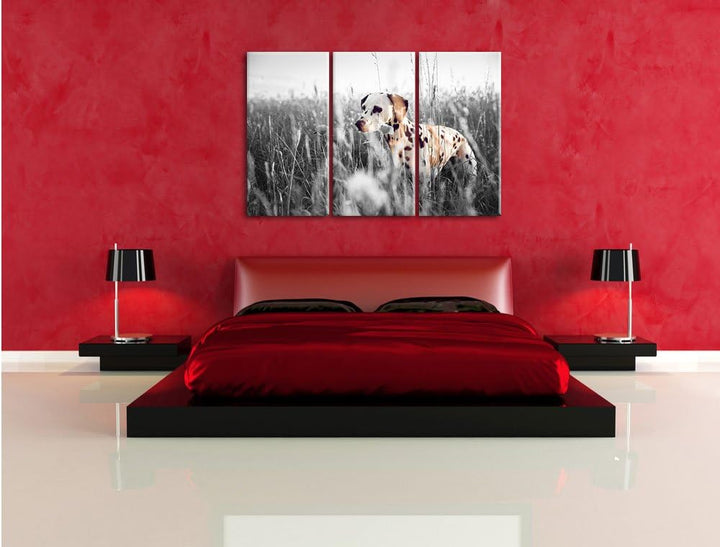 Pixxprint Neugieriger Hund im Feld B&W Detail 3-Teiler Leinwandbild 120x80 Bild auf Leinwand