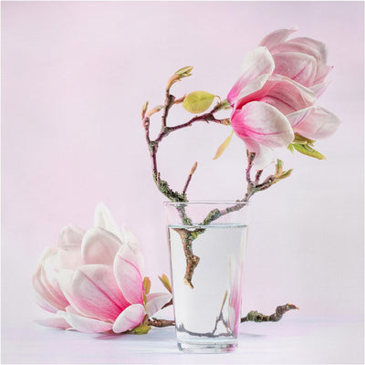 Bilderwelten Leinwandbild - Magnolie im Glas - Quadrat 1:1, 120cm x 120cm, 120cm x 120cm