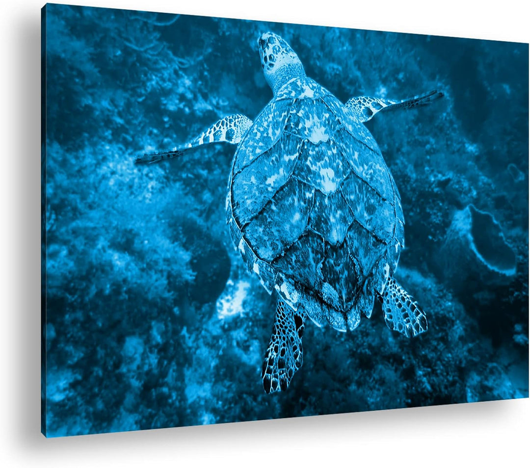 deyoli anmutige Schildkröte Format 80x60 Effekt: Monocrome Blau als Leinwandbild, Motiv fertig gerah