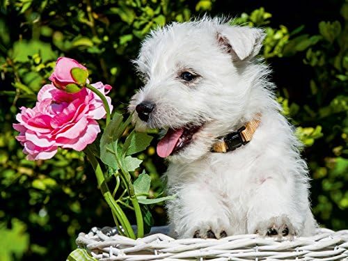 CALVENDO Puzzle Kobold auf 4 Pfoten - West Highland White Terrier 1000 Teile Lege-Grösse 64 x 48 cm