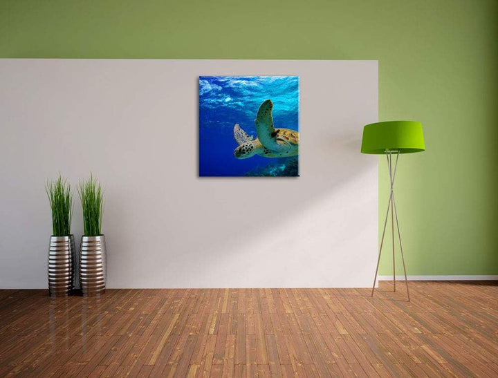 Schildkröte im Riff, Format: 70x70 auf Leinwand, XXL riesige Bilder fertig gerahmt mit Keilrahmen, K
