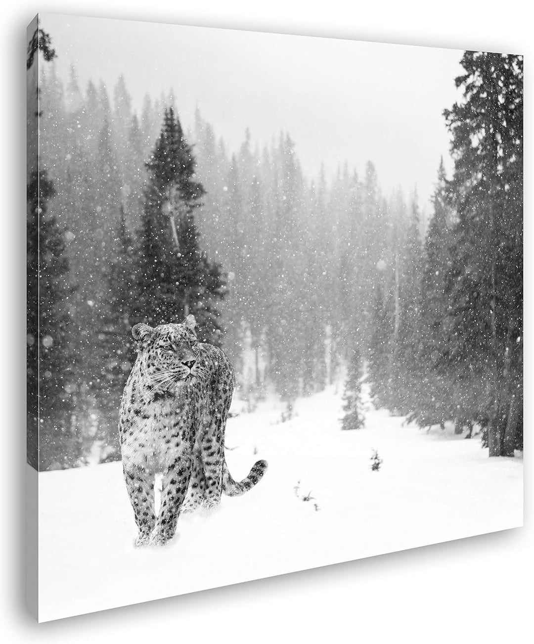 deyoli einsamer Leopard im Schnee Format: 60x60 Effekt: Schwarz&Weiss als Leinwandbild, Motiv fertig