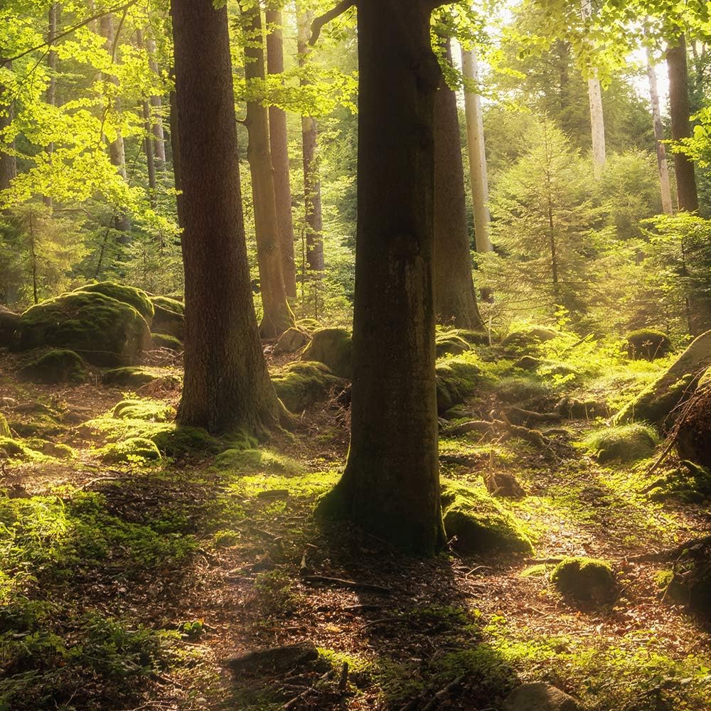 Feeby Bild auf Leinwand Landschaft 5 Teilig Modern Wald Bäume Sonne grün 200x100 cm Leinwandbild 200