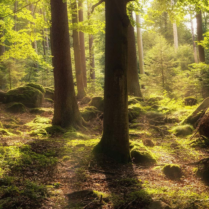 Feeby Bild auf Leinwand Landschaft 5 Teilig Modern Wald Bäume Sonne grün 200x100 cm Leinwandbild 200