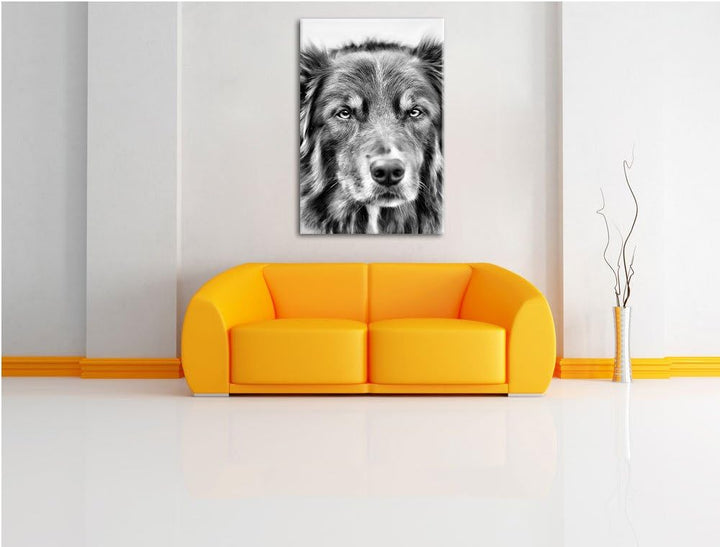 Australien Shepherd Mischling als Leinwandbild/Grösse: 100x70 / Wandbild/Kunstdruck/fertig bespannt,