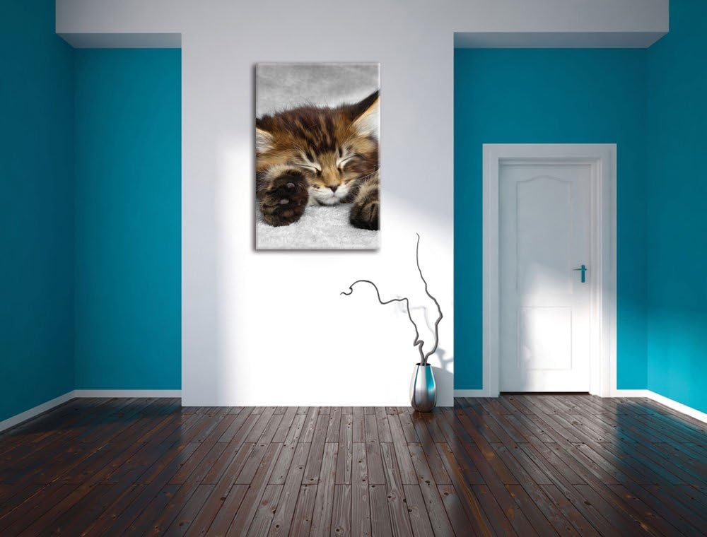 Pixxprint schlafende Katze mit grossen Ohren als Leinwandbild/Grösse: 100x70 / Wandbild/Kunstdruck/f