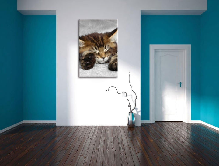Pixxprint schlafende Katze mit grossen Ohren als Leinwandbild/Grösse: 100x70 / Wandbild/Kunstdruck/f