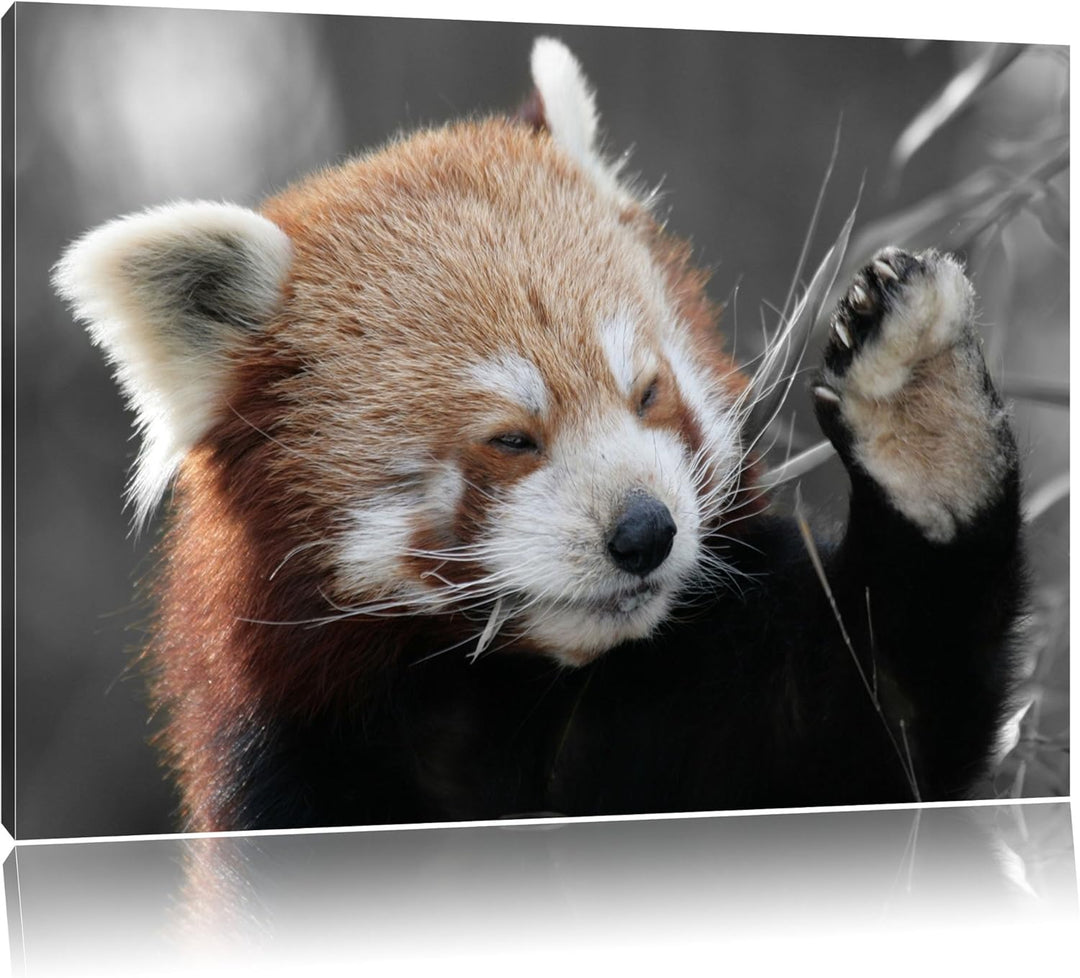 süsser Panda sagt Hallo schwarz/weiss Format: 100x70 auf Leinwand, XXL riesige Bilder fertig gerahmt