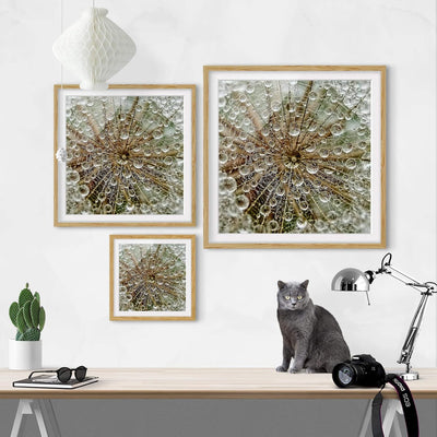 Bild mit Rahmen - Pusteblume im Herbst - Rahmenfarbe Eiche, 50 x 50 cm 50cm x 50cm Eiche, 50cm x 50c