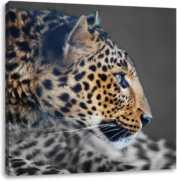 Pixxprint Wachsamer Gepard Schwarz/Weiss, Format: 70x70 auf Leinwand, 70x70