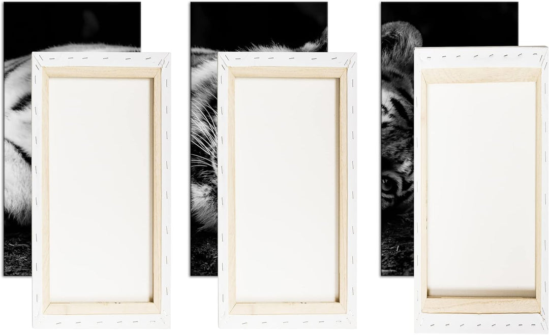 deyoli Tiger in der Ruhephase Format: 3Teilig als Leinwand, Effekt: Schwarz&Weiss, Motiv fertig gera