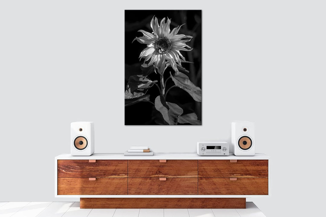 deyoli Blühende Sonnenblume Format: 80x60 Effekt: Schwarz&Weiss als Leinwandbild, Motiv fertig gerah