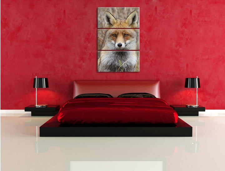 Pixxprint aufmerksamer Fuchs im Geäst als Leinwandbild/Grösse: 3 Teilig (120x80) cm/Wandbild/Kunstdr