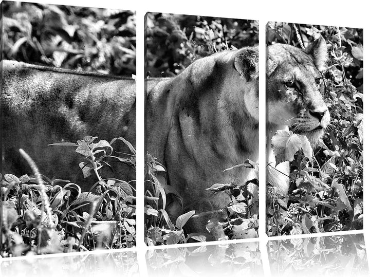 Pixxprint Monocrome, wachsame Löwin 3-Teiler Leinwandbild 120x80 Bild auf Leinwand