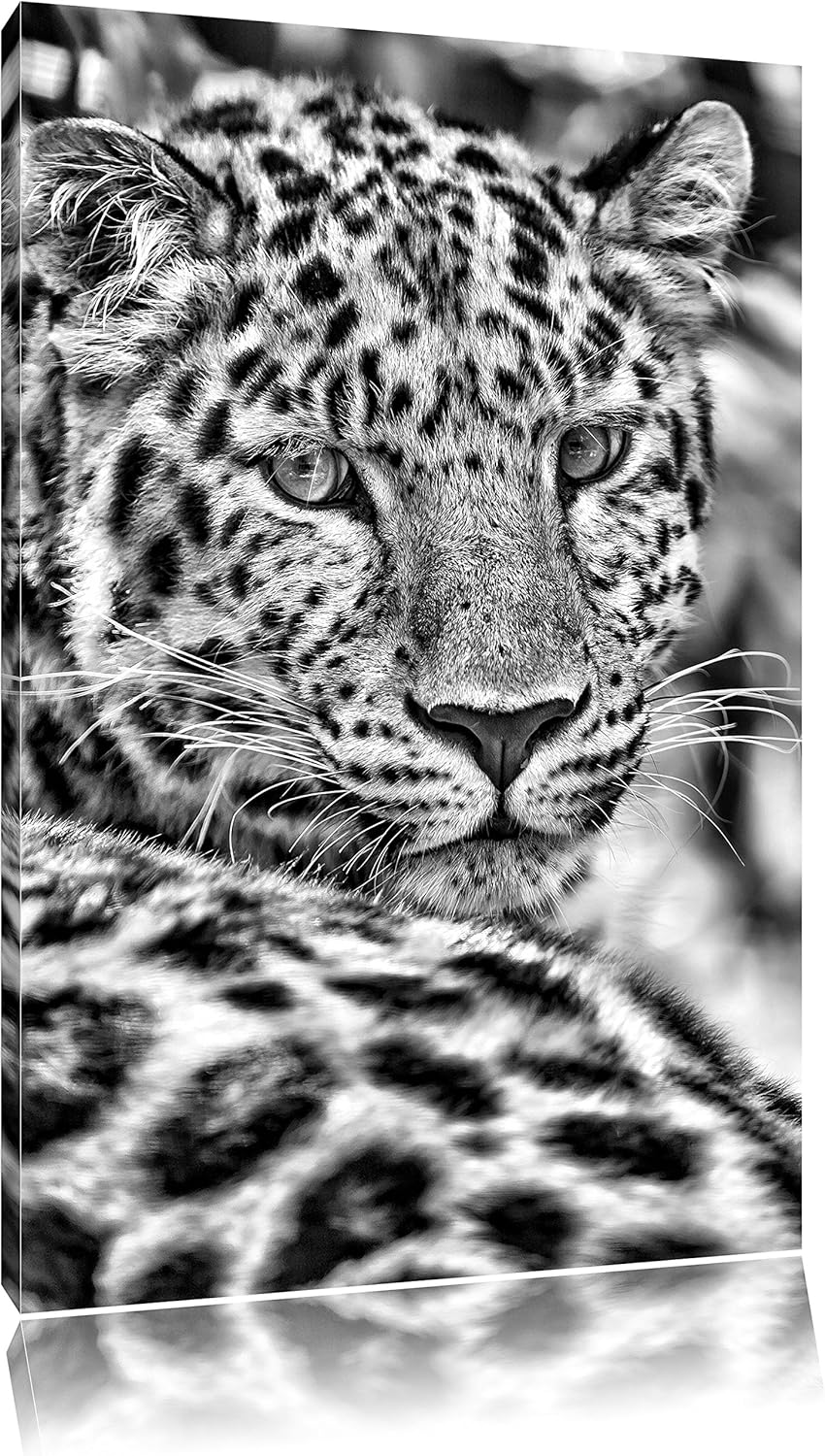 Pixxprint Monocrome, aufmerksamer Leopard im Schatten, Format: 100x70 auf Leinwand, XXL riesige Bild