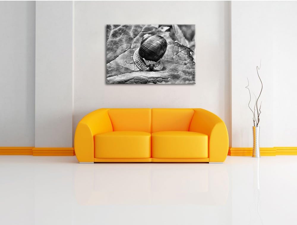 Pixxprint kleine Schnecke mit Schneckenhaus als Leinwandbild/Grösse: 100x70 cm/Wandbild/Kunstdruck/f