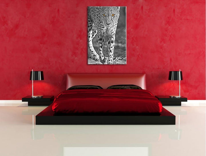 anpirschender listiger Gepard schwarz/weiss Deluxe Format: 100x70 cm auf Leinwand, XXL riesige Bilde