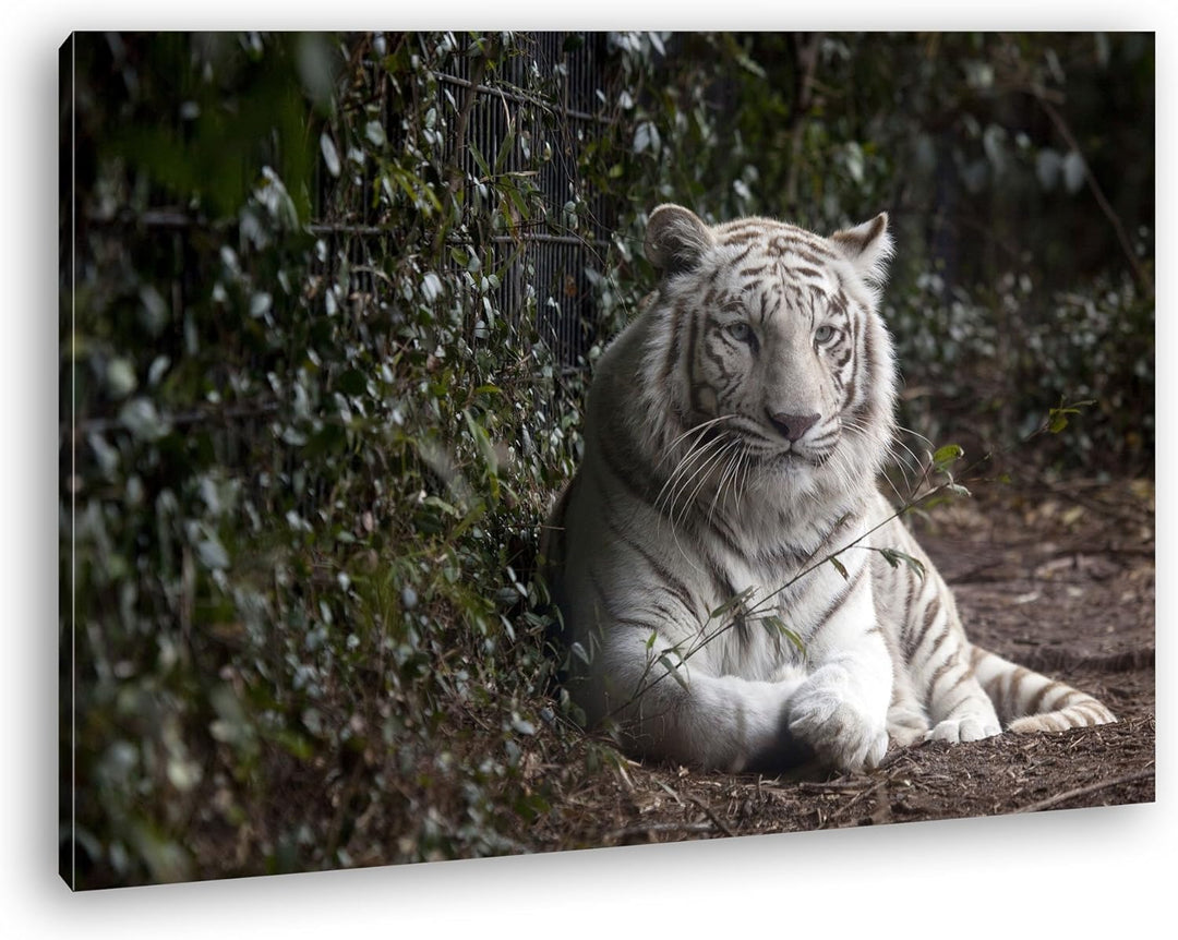 deyoli anmutiger weisser Tiger Format: 80x60 als Leinwandbild, Motiv fertig gerahmt auf Echtholzrahm