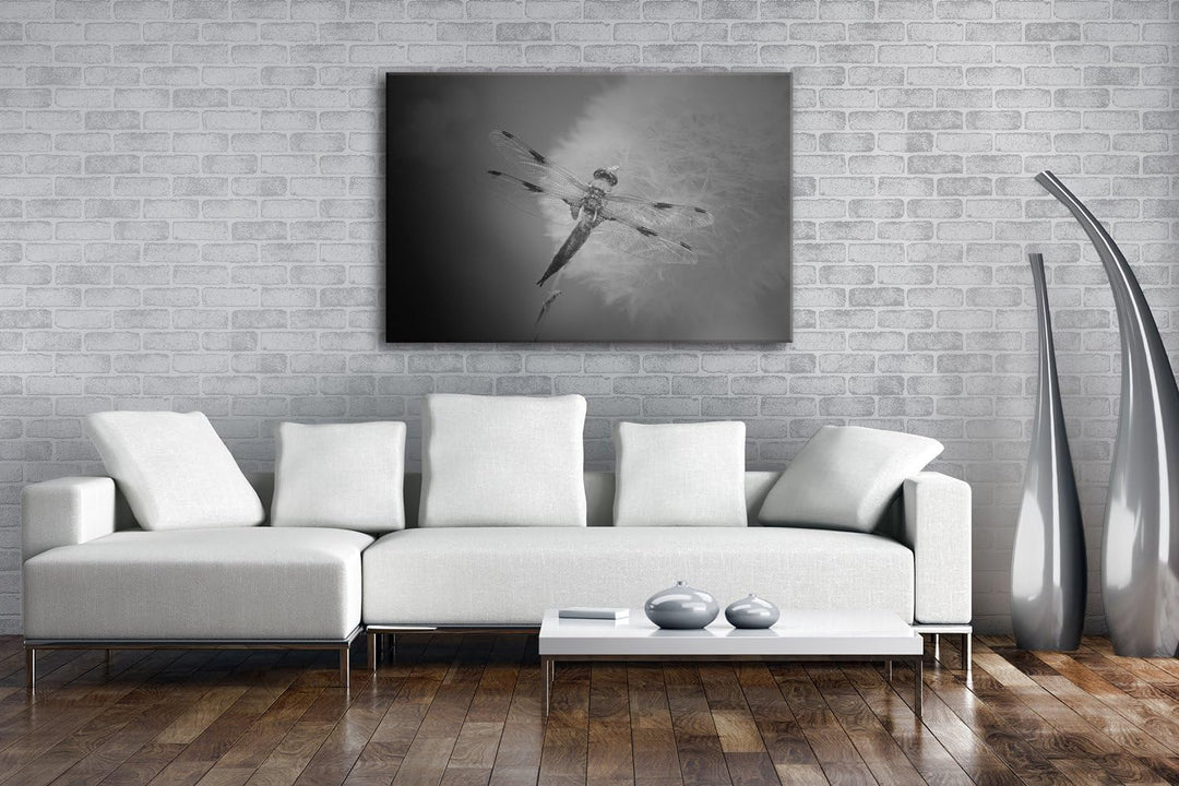 deyoli stolze Libelle Format: 80x60 Effekt: Schwarz/Weiss als Leinwand, Motiv fertig gerahmt auf Ech