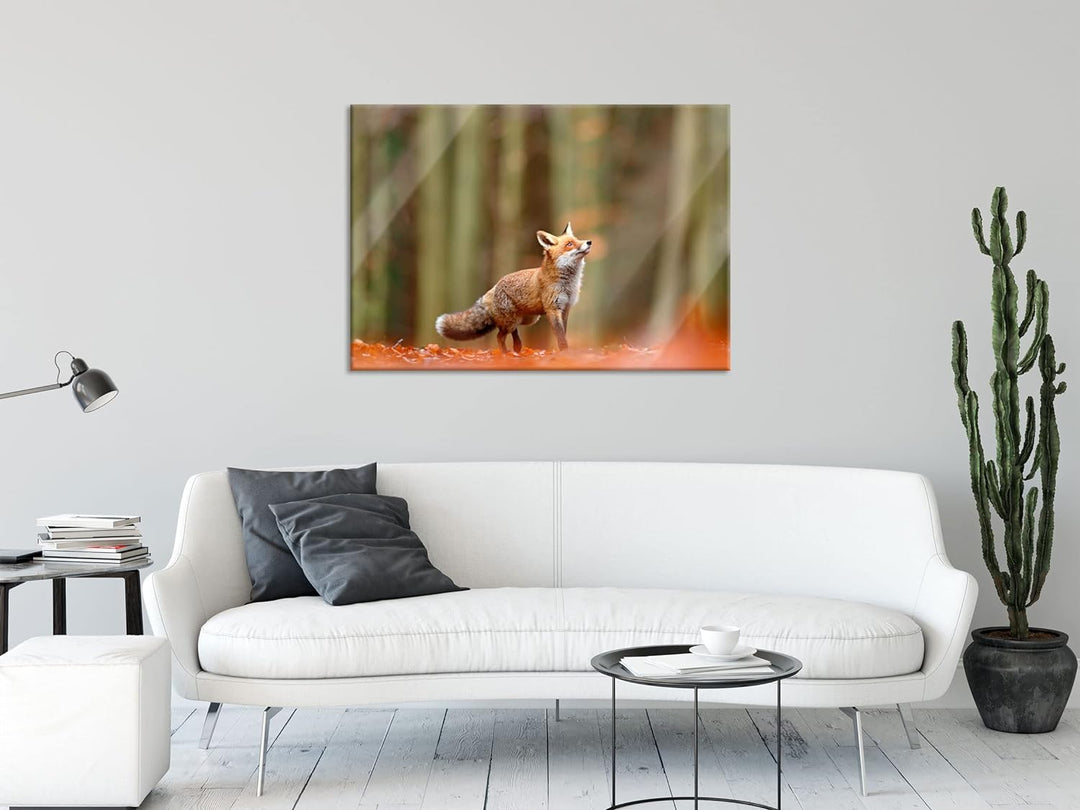Pixxprint Glasbild | Wandbild aus Echtglas | Neugieriger Fuchs im Herbstwald | 80x60 cm | inkl. Aufh