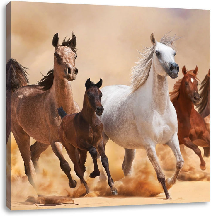 Pixxprint Western Pferde mit Fohlen als Leinwandbild/Grösse: 70x70 cm/Wandbild/Kunstdruck/fertig bes