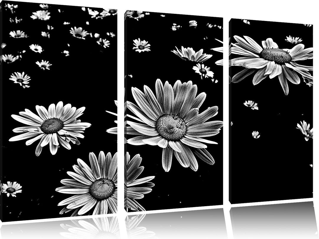 Pixxprint viele kleine Margeriten als Leinwandbild/Grösse: 3 Teilig (120x80) / Wandbild/Kunstdruck/f