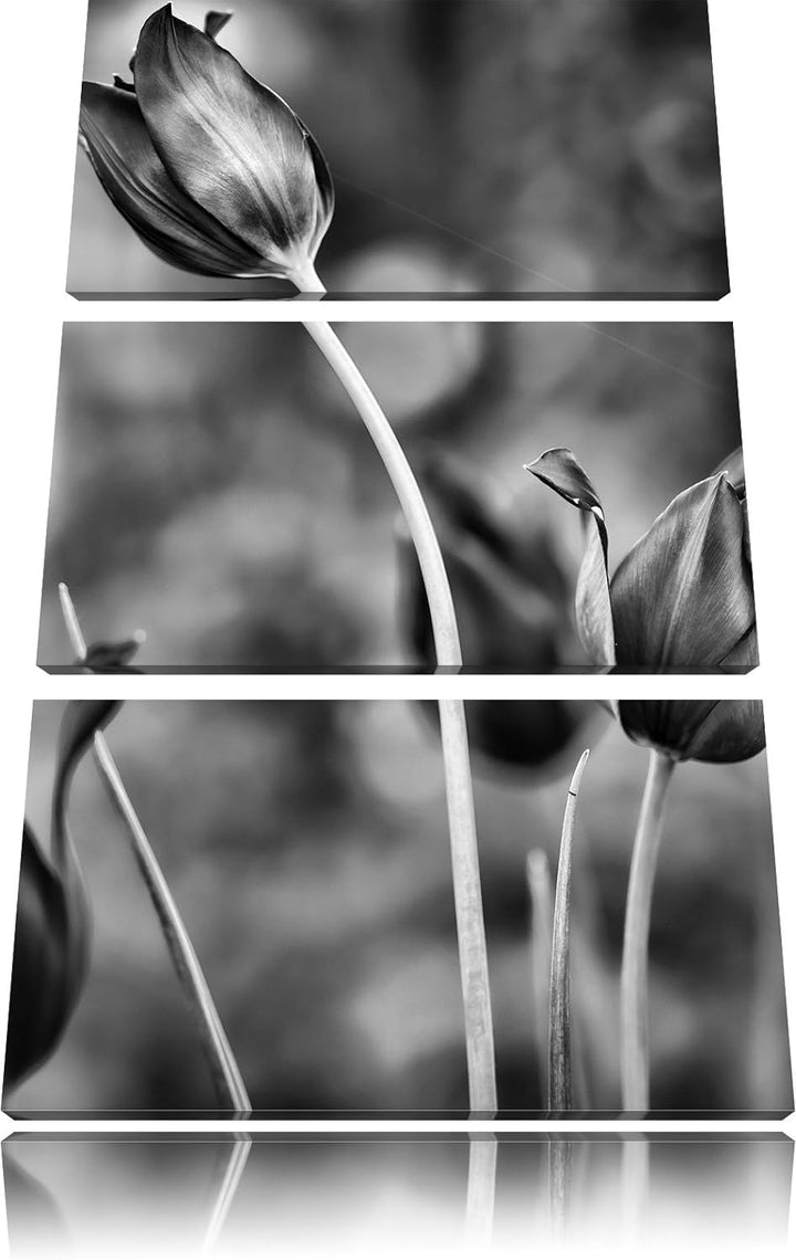 Pixxprint Tulpen im Abendlicht als Leinwandbild/Grösse: 3 Teilig (120x80) cm/Wandbild/Kunstdruck/fer