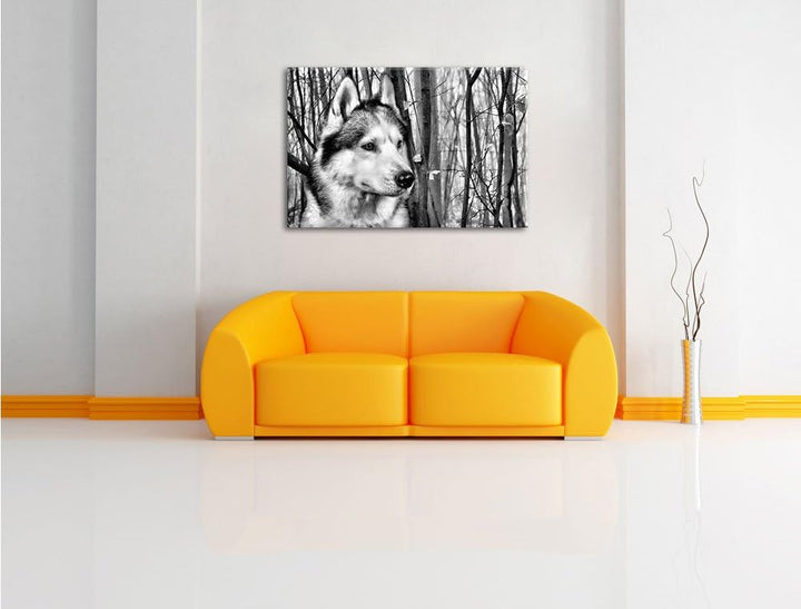 Pixxprint Wachsamer Husky / 100x70cm Leinwandbild bespannt auf Holzrahmen/Wandbild Kunstdruck Dekora