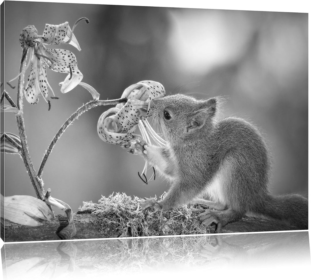 Pixxprint süsses Eichhörnchen riecht an Einer Blume Kunst B&W, Format: 100x70 auf Leinwand, XXL ries