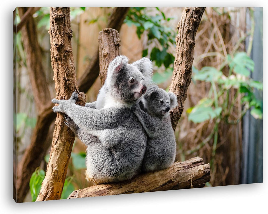 deyoli niedliche Koala Mutter mit ihrem Kind Format: 80x60 als Leinwandbild, Motiv fertig gerahmt au