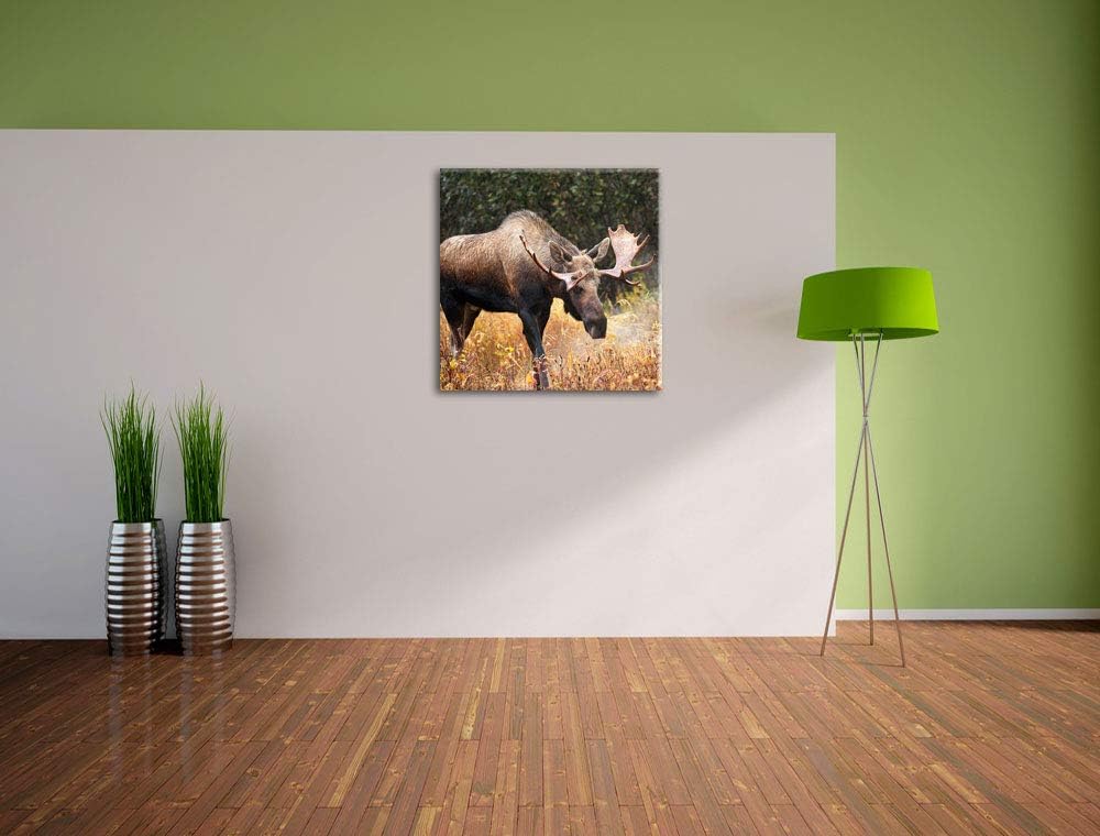 Pixxprint Grosser Elch, Format: 70x70 auf Leinwand, XXL riesige Bilder fertig gerahmt mit Keilrahmen