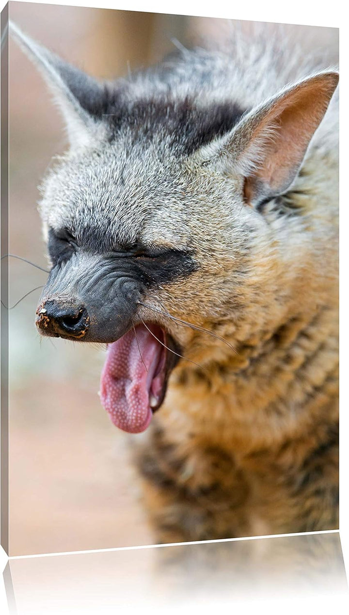 Pixxprint müde Hyäne auf Leinwand, XXL riesige Bilder fertig gerahmt mit Keilrahmen, Kunstdruck auf