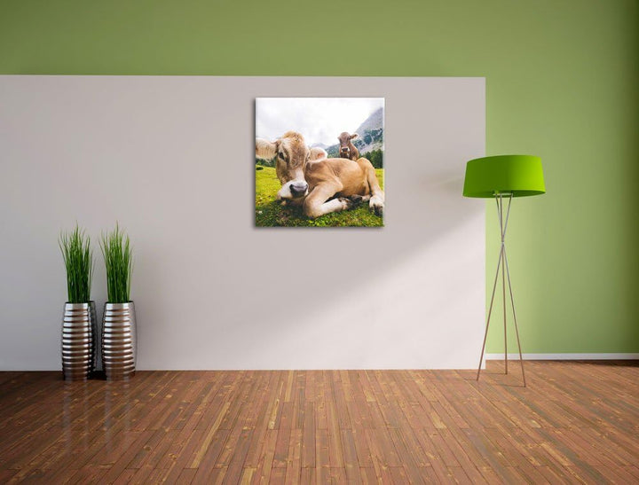 Almkuh in den Bergen, Format: 70x70 auf Leinwand, XXL riesige Bilder fertig gerahmt mit Keilrahmen,
