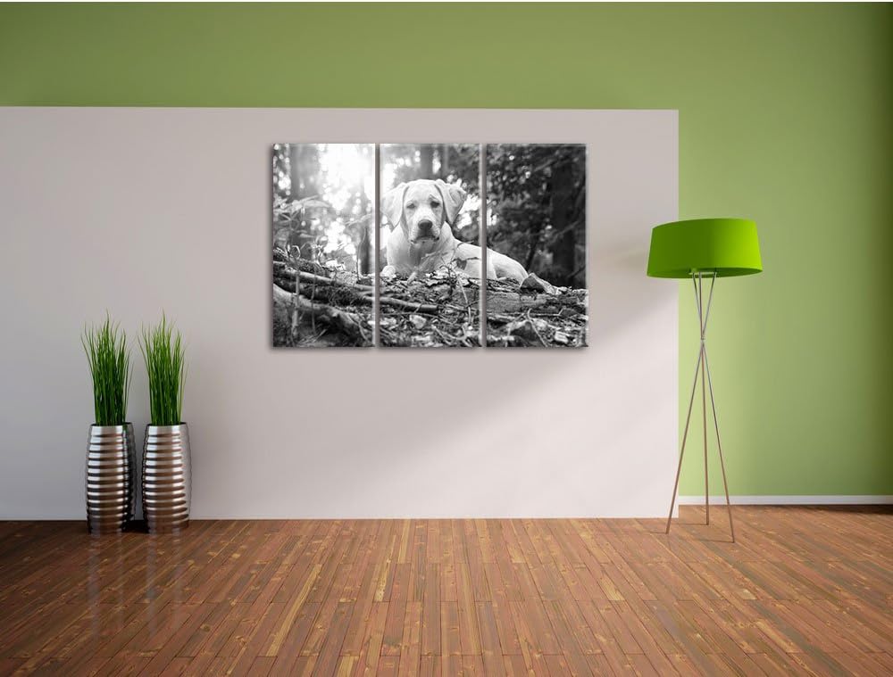 Pixxprint Hund im Wald bei Sonneuntergang als Leinwandbild/Grösse: 3 Teilig (120x80 cm) cm/Wandbild/