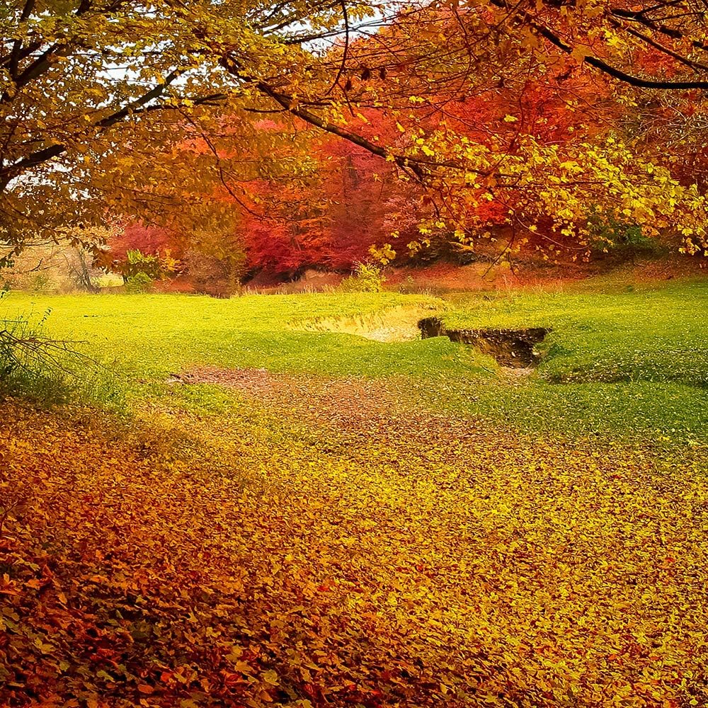 Bild auf Leinwand Landschaft 5 Teilig Modern Herbst Blätter Bäume orange 200x100 cm Leinwandbild 200