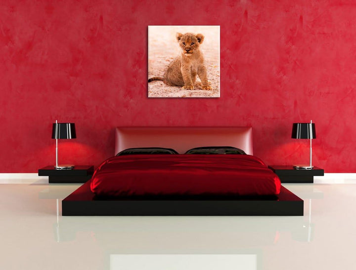 Verlassenes Löwenbaby, Format: 70x70 auf Leinwand, XXL riesige Bilder fertig gerahmt mit Keilrahmen,