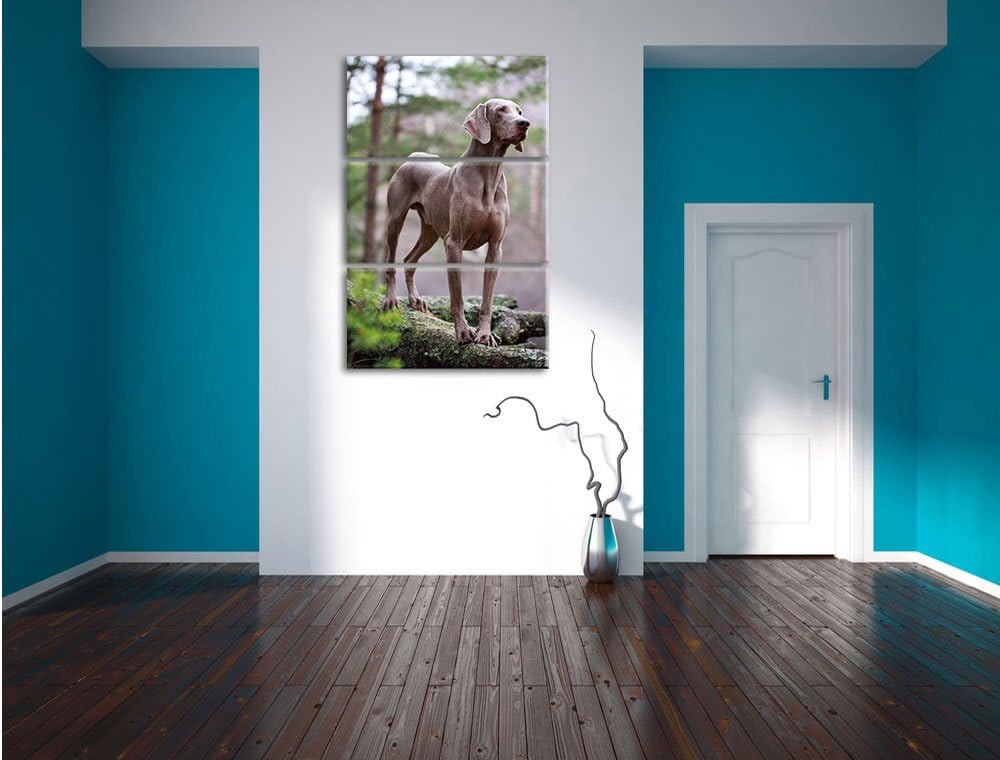 Pixxprint Edler Weimaraner im Wald 3-Teiler Leinwandbild 120x80 Bild auf Leinwand