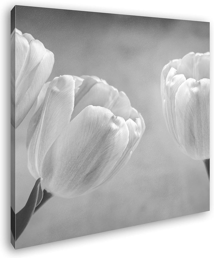 deyoli Rosafarbene Tulpen Format: 70x70 Effekt: Schwarz&Weiss als Leinwandbild, Motiv auf Echtholzra