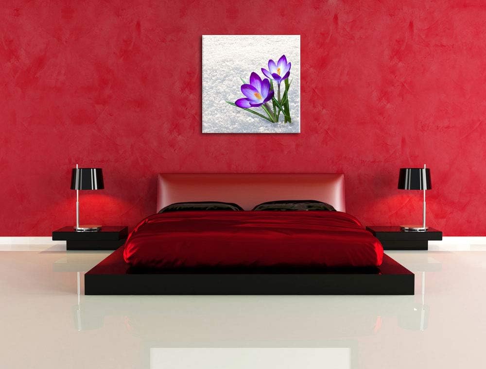 Lila Krokusse im Schnee, Format: 70x70 auf Leinwand, XXL riesige Bilder fertig gerahmt mit Keilrahme