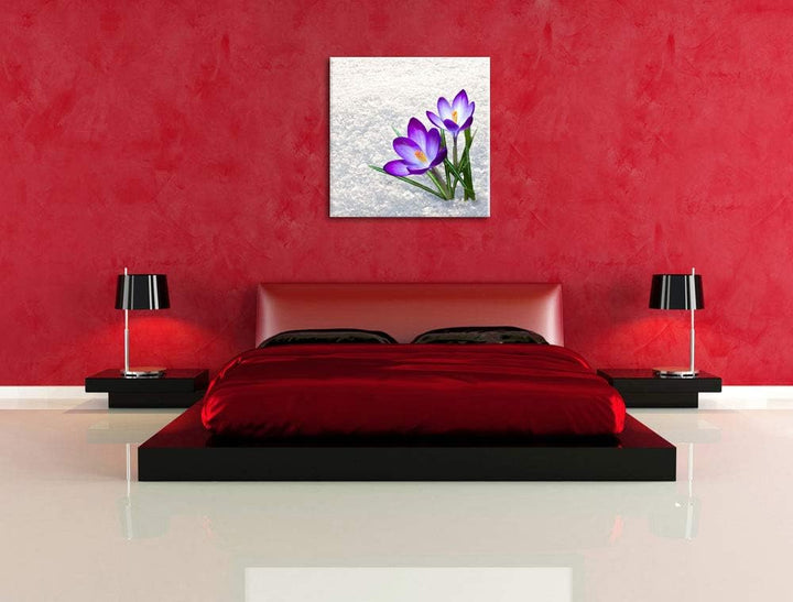 Lila Krokusse im Schnee, Format: 70x70 auf Leinwand, XXL riesige Bilder fertig gerahmt mit Keilrahme