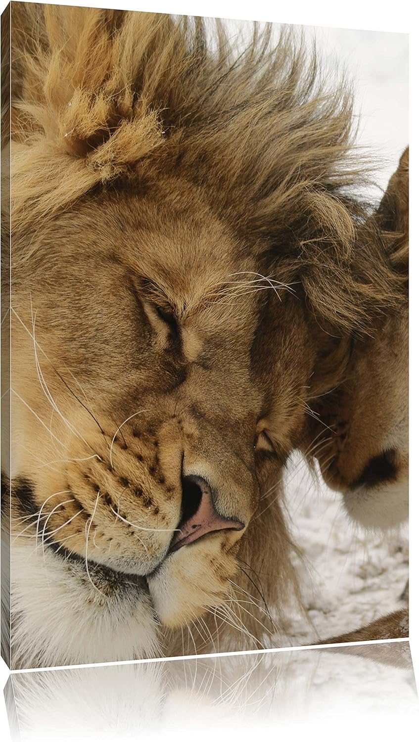 Kuschelnde Löwen, Format: 100x70 auf Leinwand, XXL riesige Bilder fertig gerahmt mit Keilrahmen, Kun