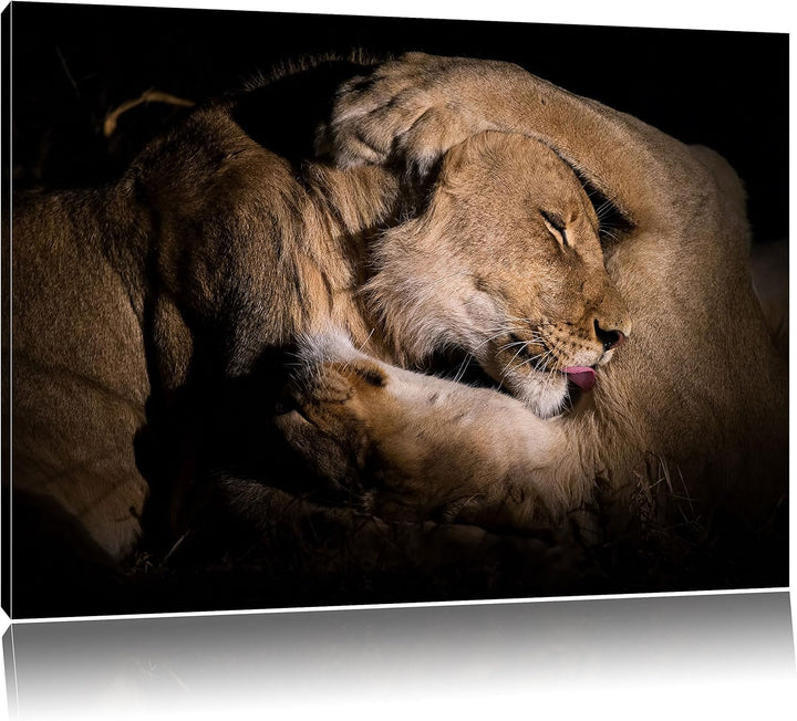 Pixxprint Männer & Frauen Löwe kuscheln, Format: 100x70 auf Leinwand, 100x70